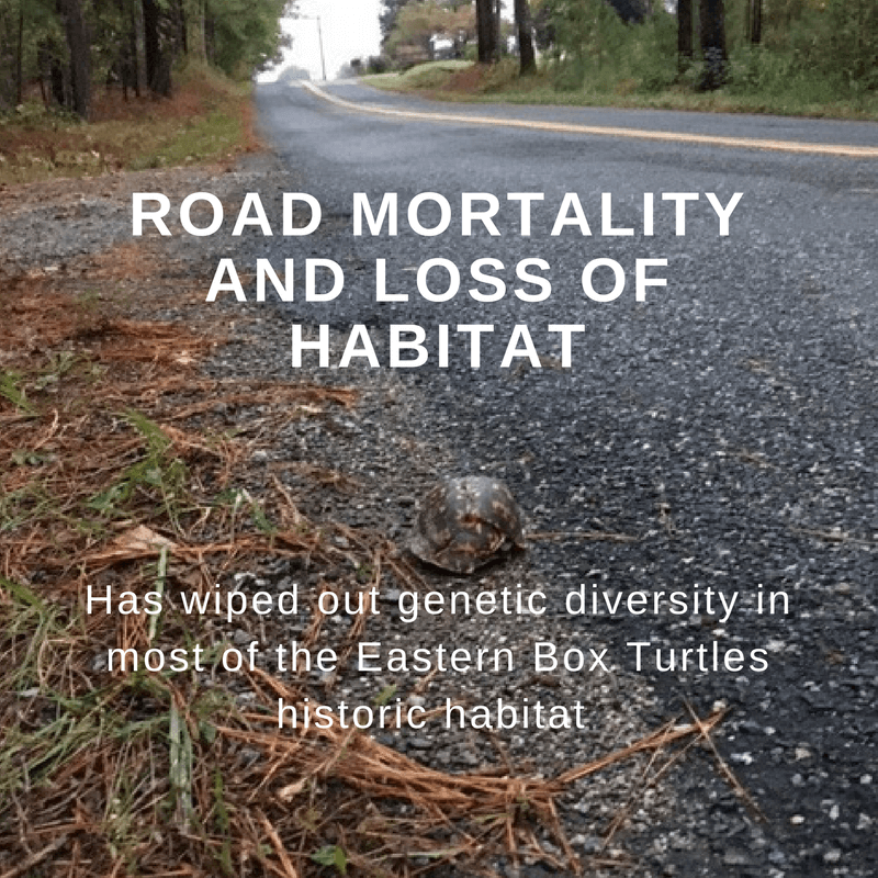 Road Mortality