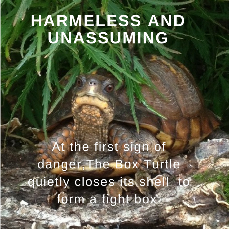 harmless and unassuming