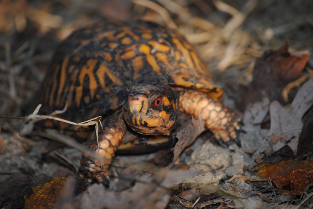 The Eastern Box Turtle's Spring Arrival | Box Turtle Sanctuary of ...