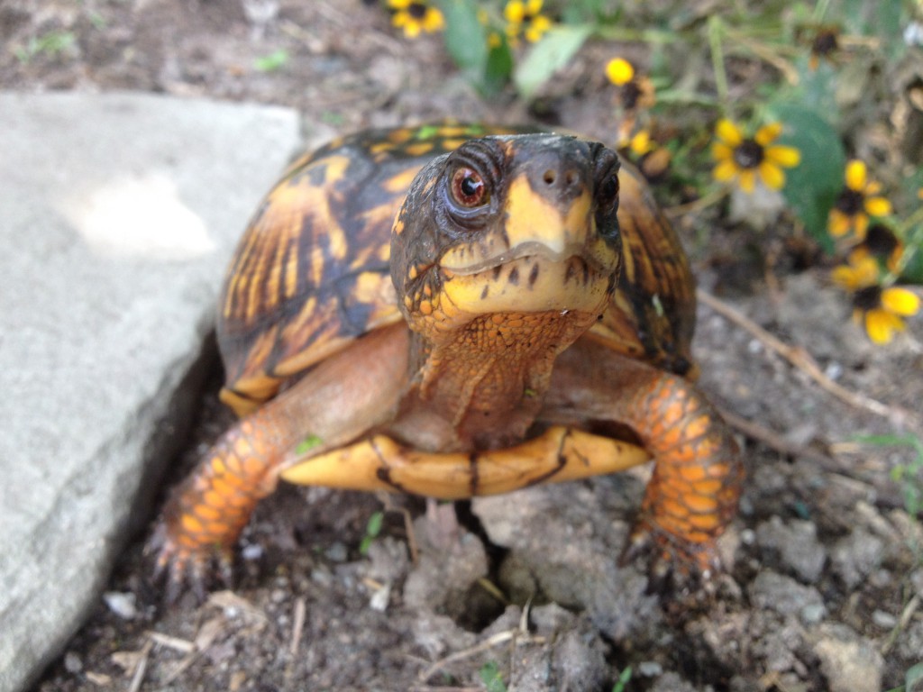 The Eastern Box Turtle's Spring Arrival | Box Turtle Sanctuary of ...