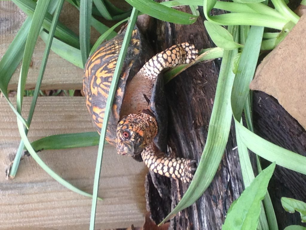 IMG_8646 | Box Turtle Sanctuary of Central Virginia 501(c)3