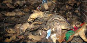dead turtles