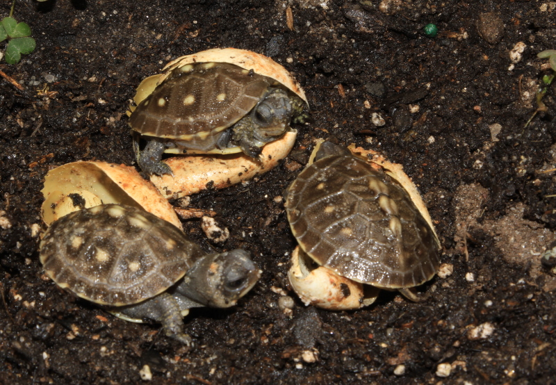 baby turtle | Box Turtle Sanctuary of Central Virginia 501(c)3