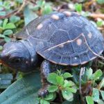 baby turtle | Box Turtle Sanctuary of Central Virginia 501(c)3