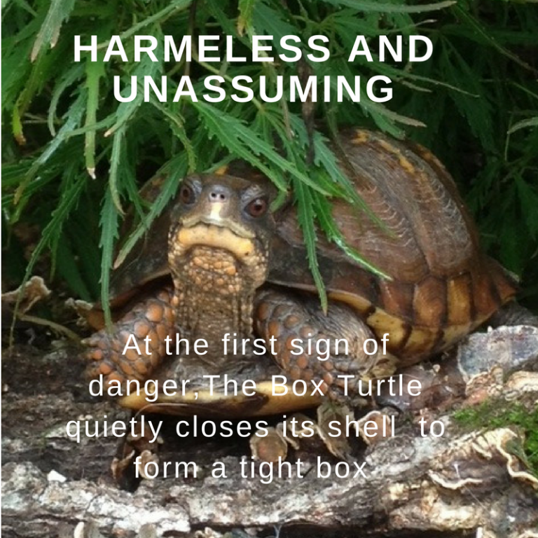 Without Human Intervention The Eastern Box Turtle Will Slowly Continue Its Path Toward