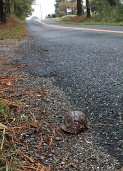 Box Turtle Sanctuary of Central Virginia, a 501(c)3