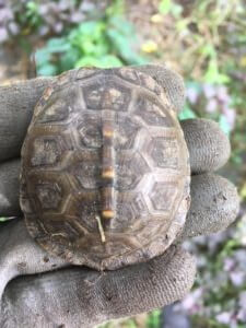 Box Turtle Sanctuary of Central Virginia, a 501(c)3