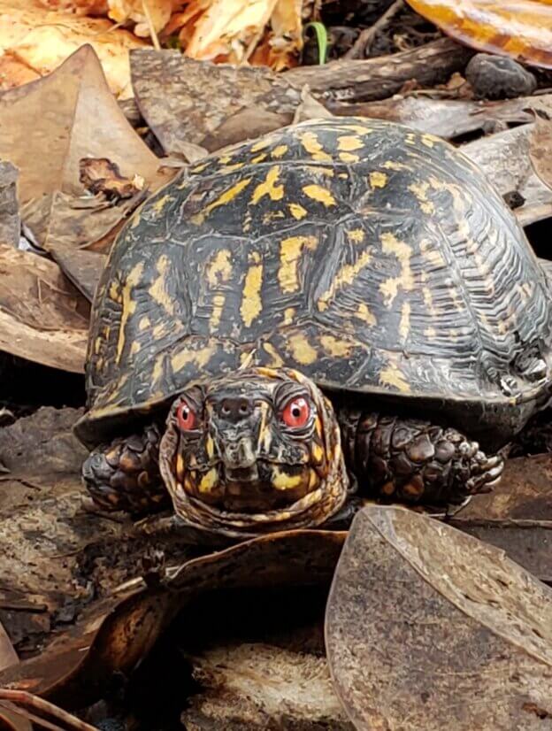 Box Turtle Sanctuary of Central Virginia, a 501(c)3