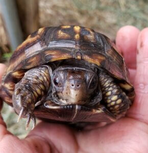 Box Turtle Sanctuary Of Central Virginia, A 501(c)3