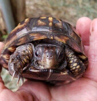 Box Turtle Sanctuary of Central Virginia, a 501(c)3