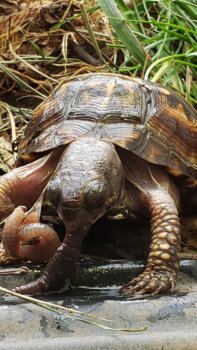 Box Turtle Sanctuary of Central Virginia, a 501(c)3