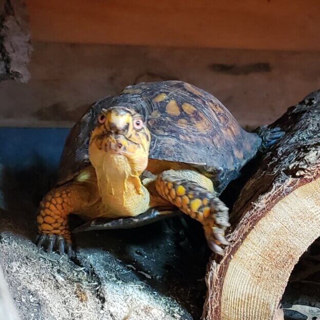 Box Turtle Sanctuary of Central Virginia, a 501(c)3