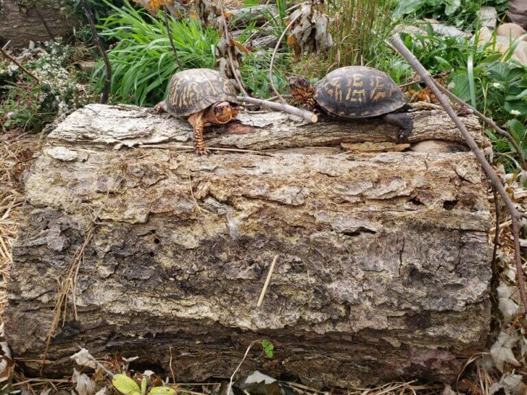 Box Turtle Sanctuary Of Central Virginia A 501 C 3