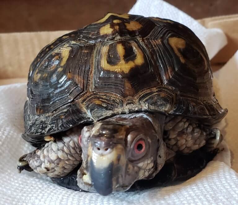 Box Turtle Sanctuary of Central Virginia, a 501(c)3