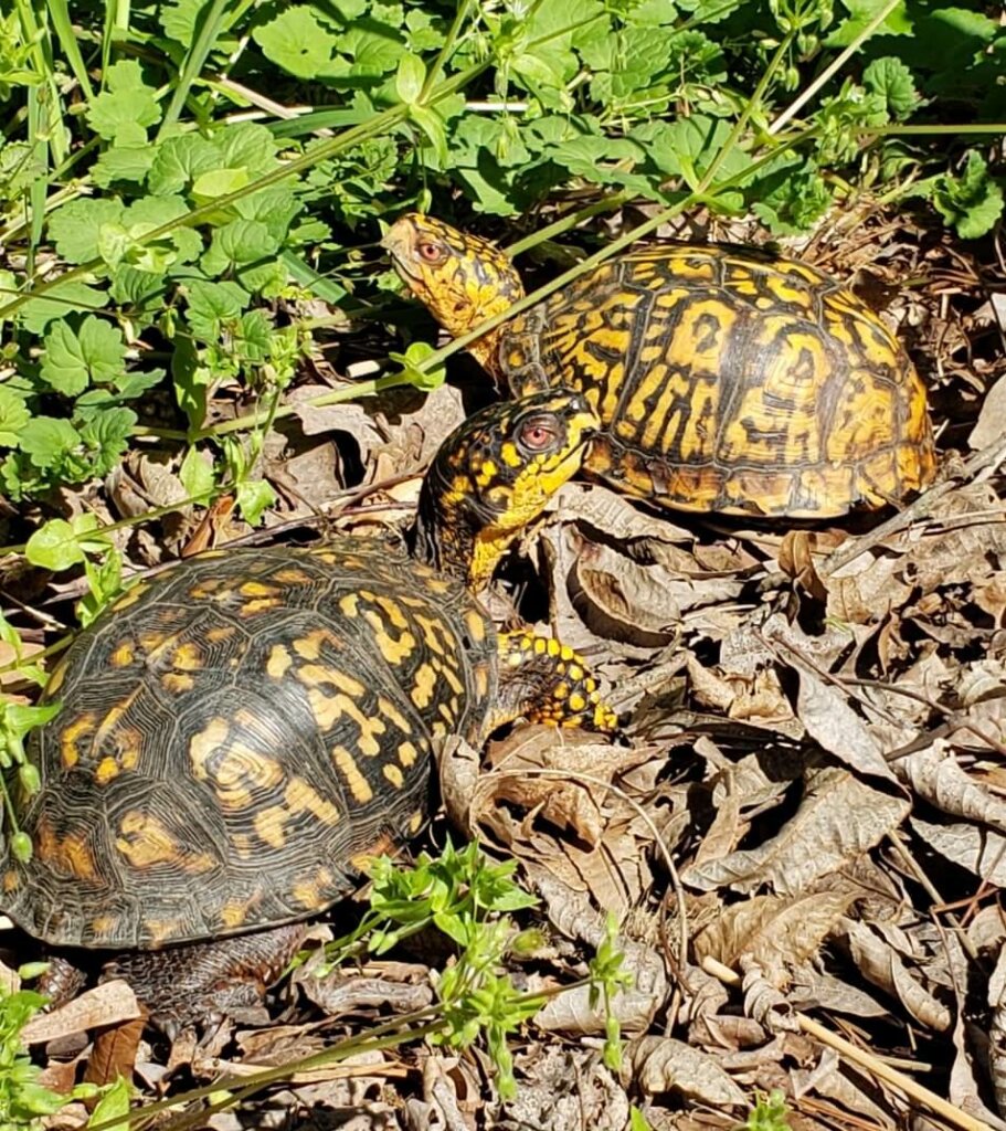 Box Turtle Sanctuary of Central Virginia, a 501(c)3