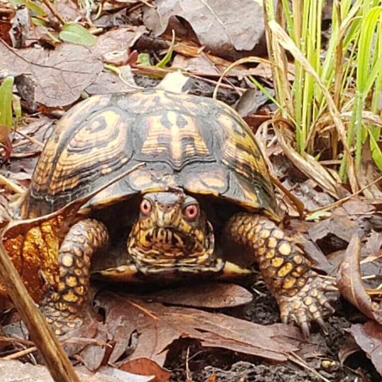 Box Turtle Sanctuary of Central Virginia, a 501(c)3