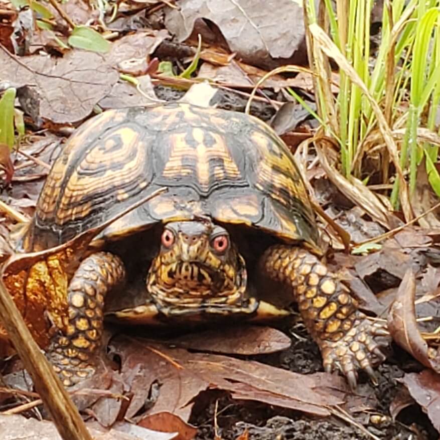 Educating to help save the Eastern Box Turtle and its habitat in Central Virginia